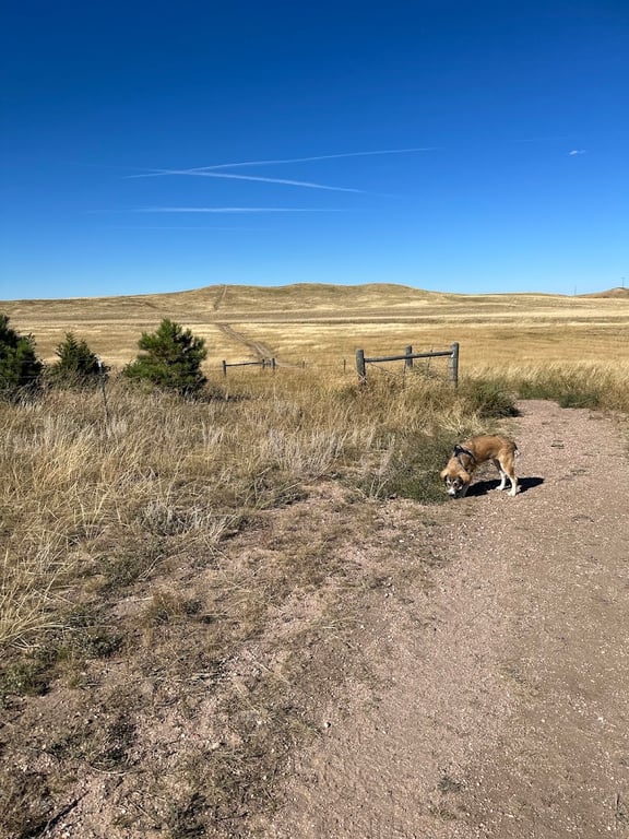 Let the Dogs Run (Dog Park)