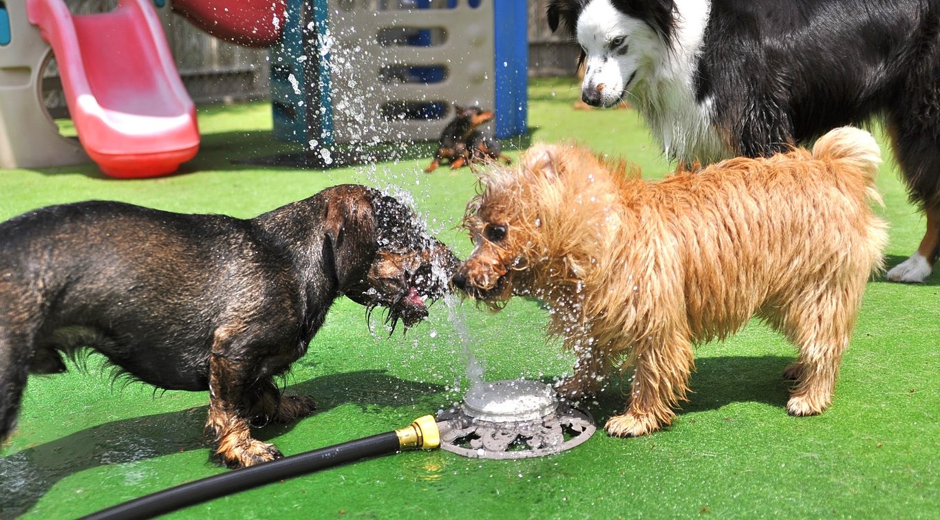 Pampered Pooch Playground