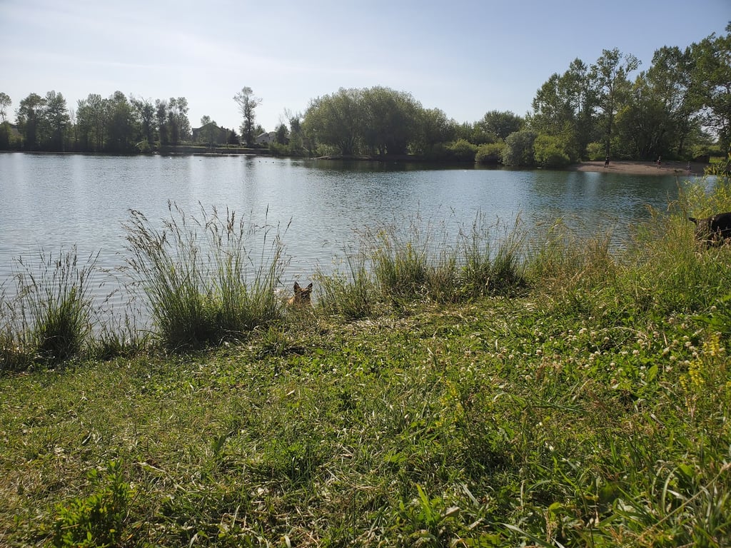 Canine Beach at Bozeman Pond