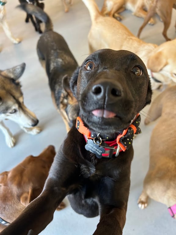 Puppy Playground