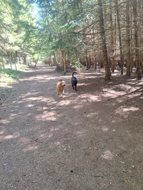 Greenbank Off-Leash Area