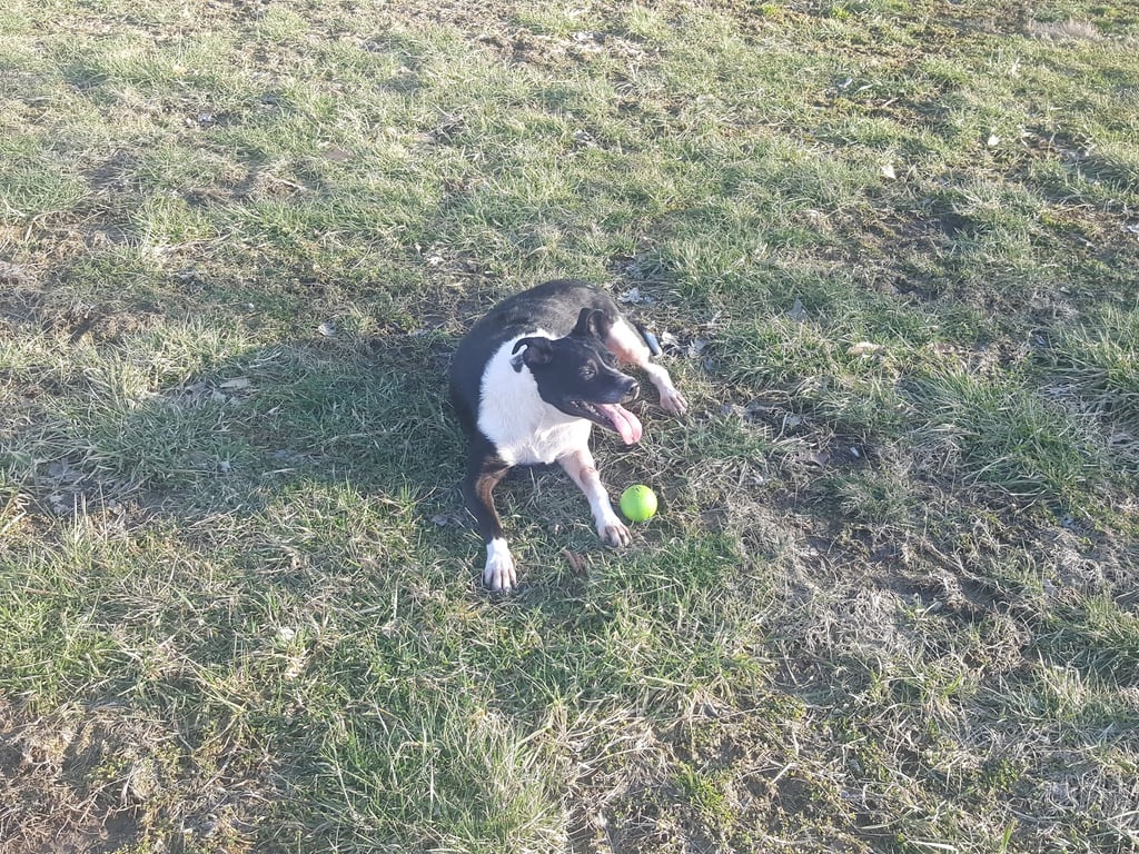 Rotary Dog Park (Member Only)