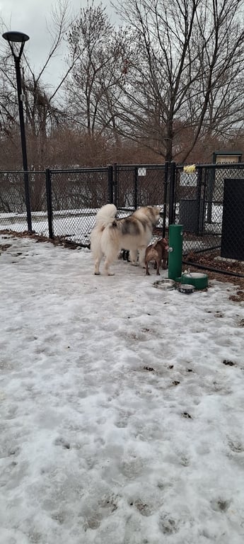 Medford Dog Park