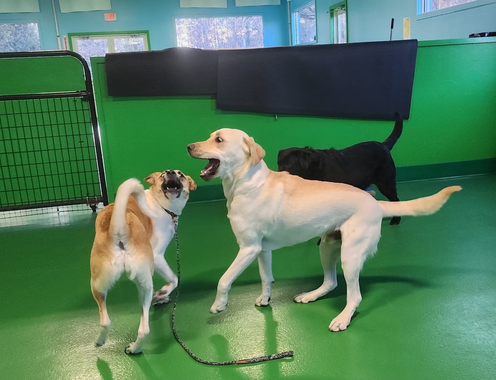 Play Dog Play Training Center