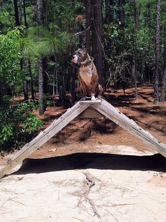 Martin Dog Park