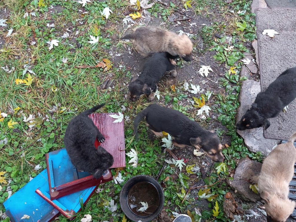 Unchained Melodies Dog Rescue