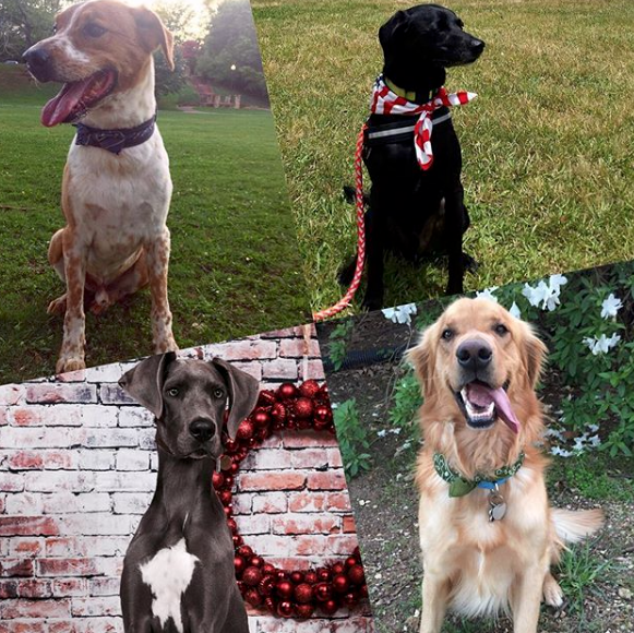 PRIVATE Cahaba Beach Dog Park