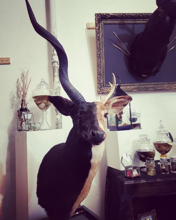 Morto Vivente Oddities