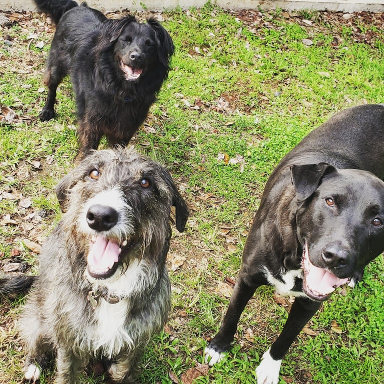 Pau Hana Pet Resort
