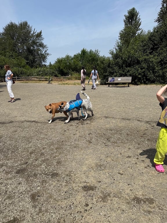 Marymoor Off-Leash Dog Park