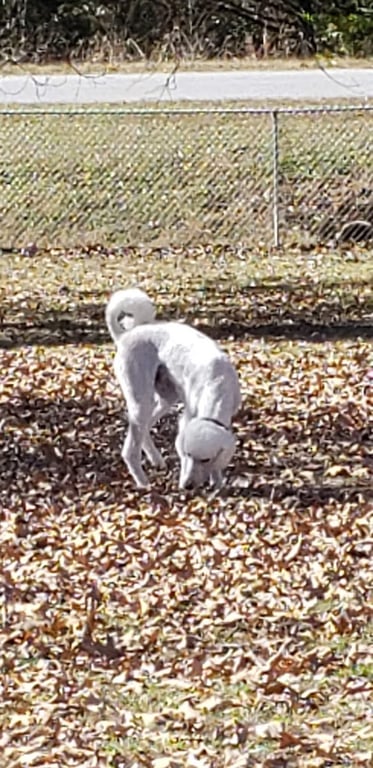 Abby’s Dog Park