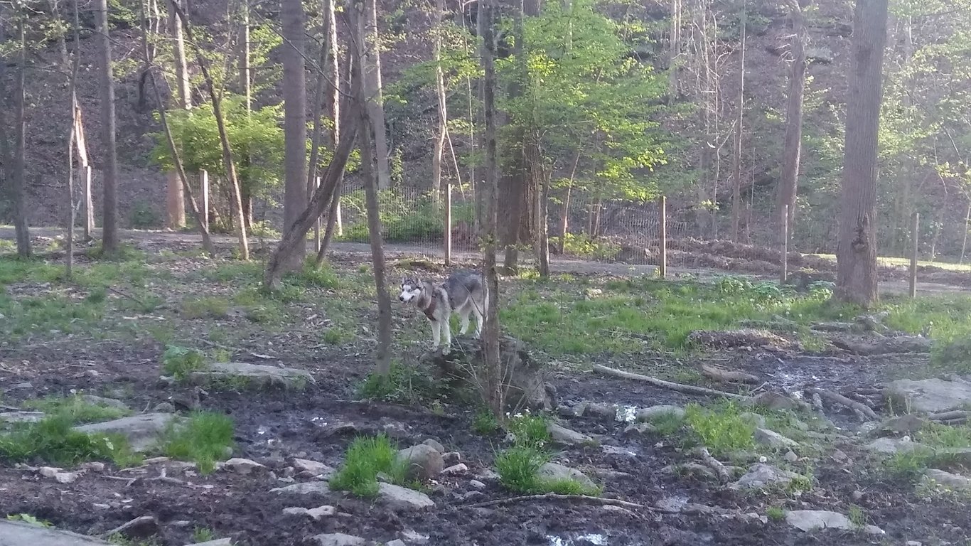 Krepps Dog Park