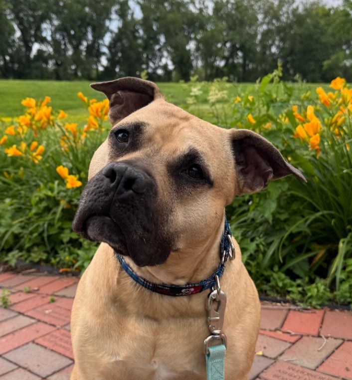 Blue Earth Nicollet County Humane Society (BENCHS)