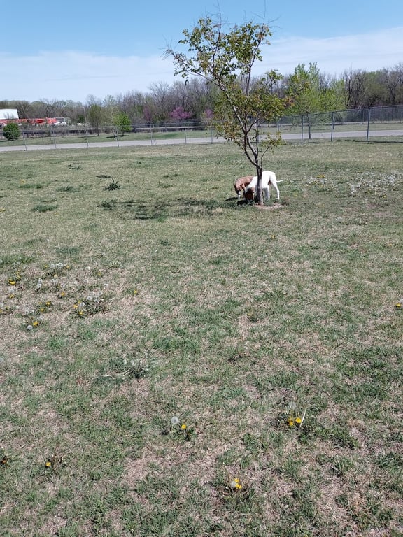 Murfin Dog Park