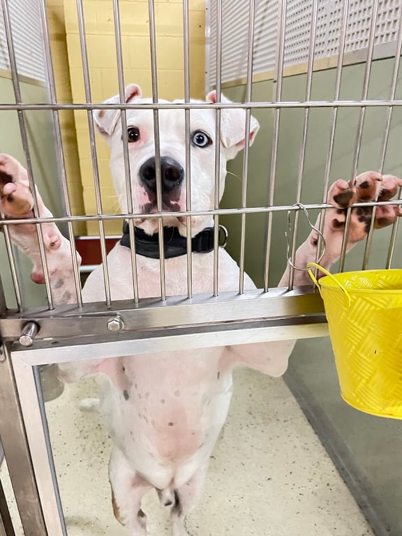 Kings Harvest Pet Rescue No Kill Shelter