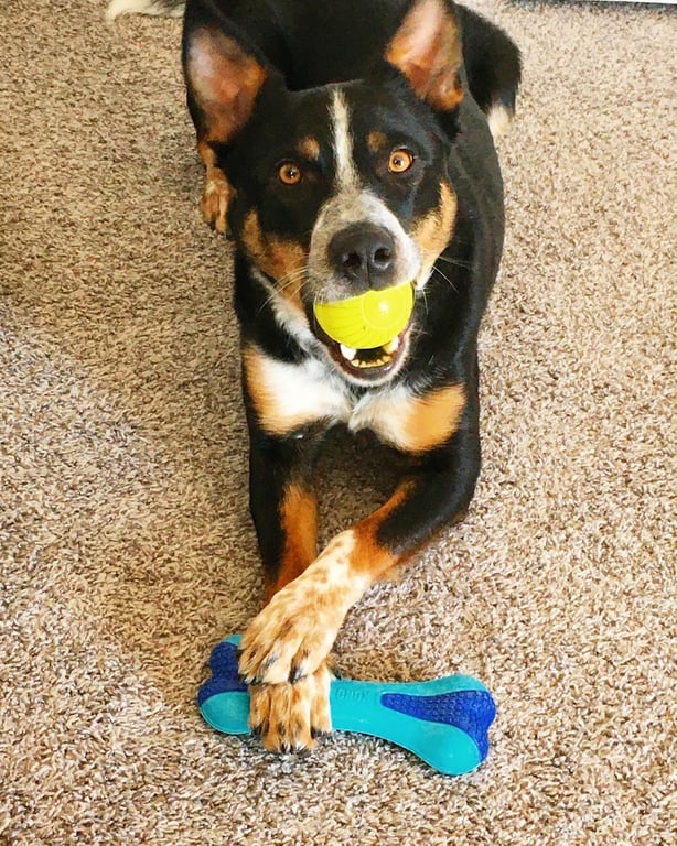The Mower County Humane Society