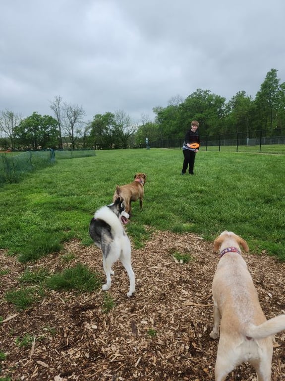 Sam Michael’s Dog Park