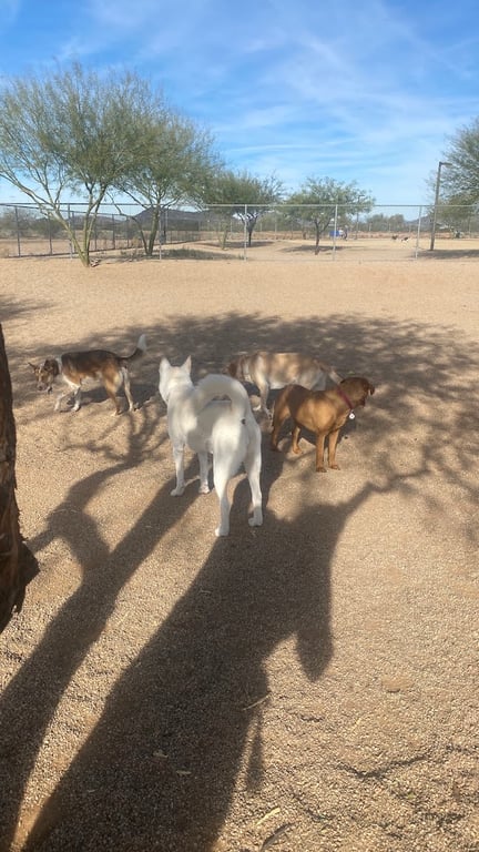 Pinnacle Dog Park