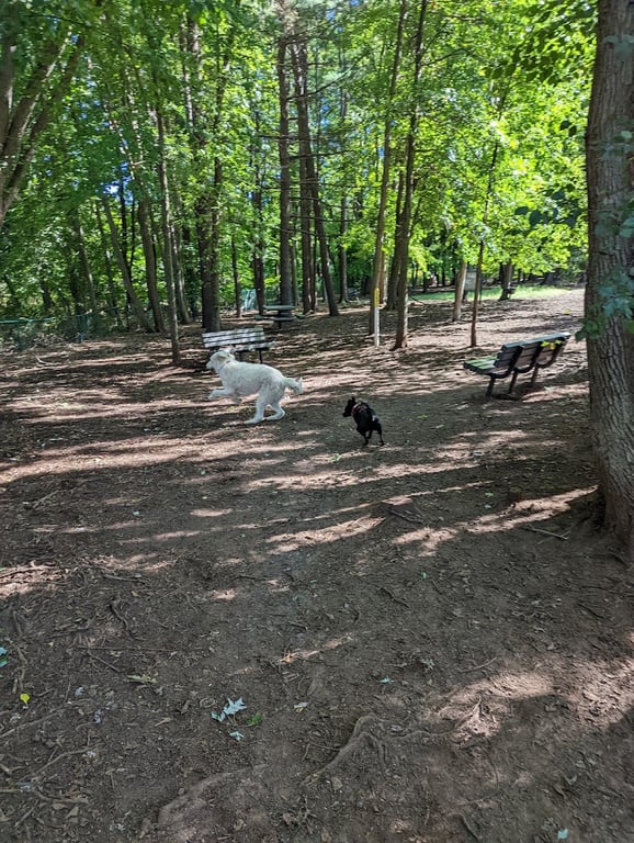 Wethersfield Dog Park