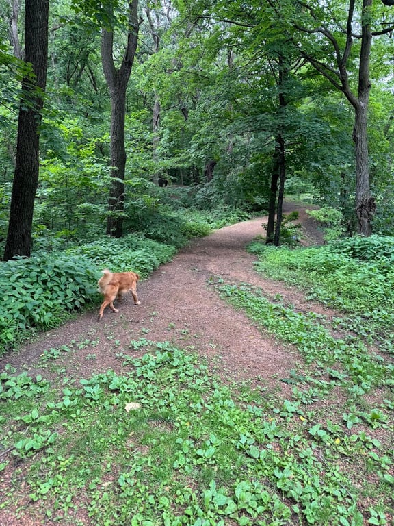 Off Leash Dog Park