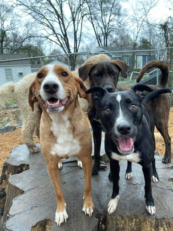 The Dawg House Playground & Salon