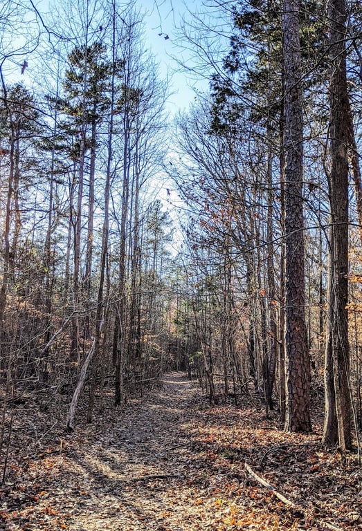 Reedy Creek Park Dog Park