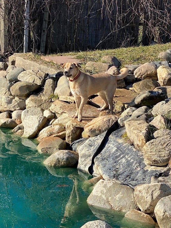 EZDogPark