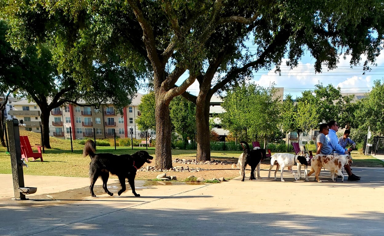 Domain Central Bark