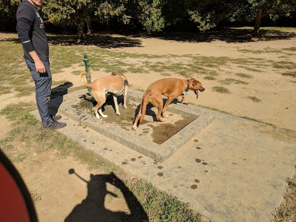 Newport Dog Park