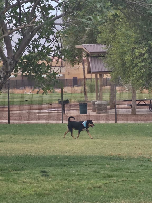 Dog Park