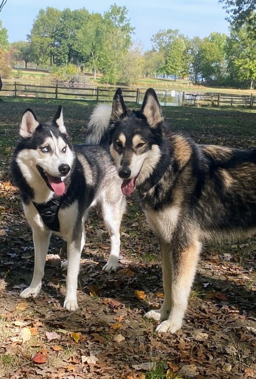Lincoln Dog Park