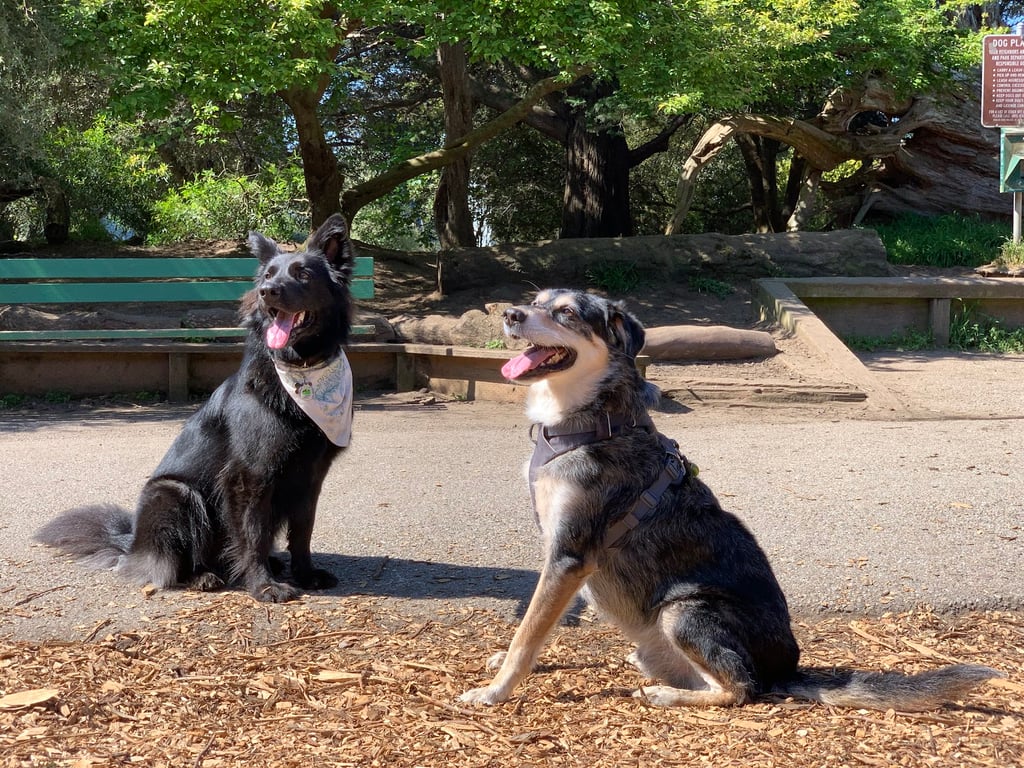 Mountain Lake Park Dog Play Area