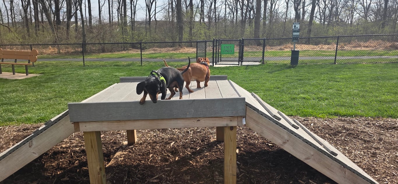 Dog run