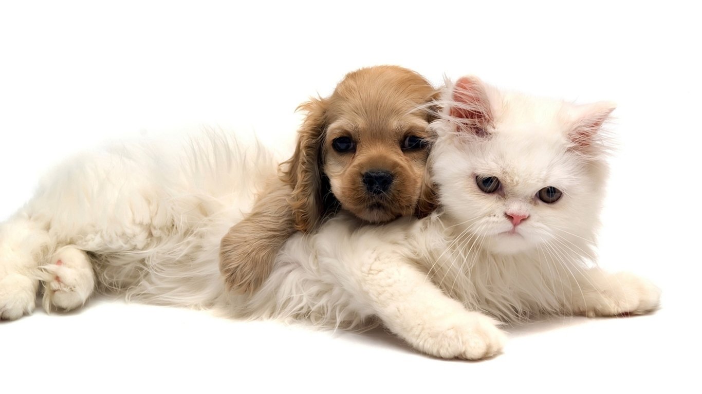 Pooch Palace & Kitty Kastle