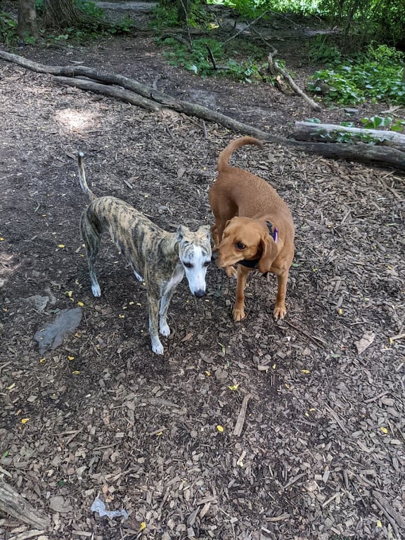 Waterman St. Dog Park