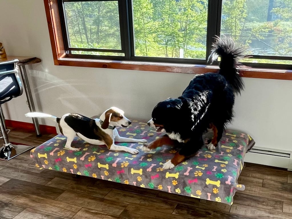 Cage Free Canines
