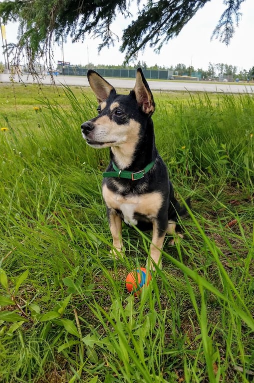 Fairbanks Dog Park 2nd Ave
