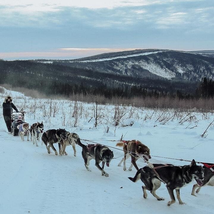 Douglas Fir Mushing