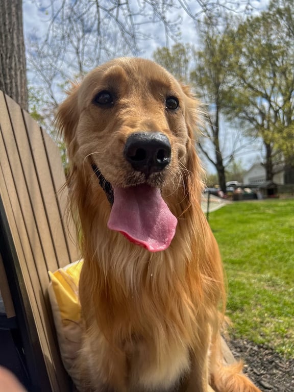 Private Dog Playground