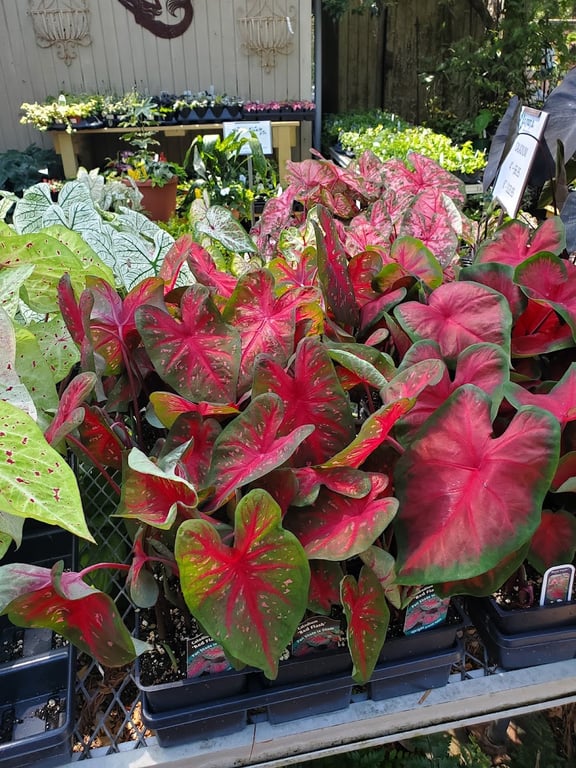 Photo of Antiques & Garden Collectibles