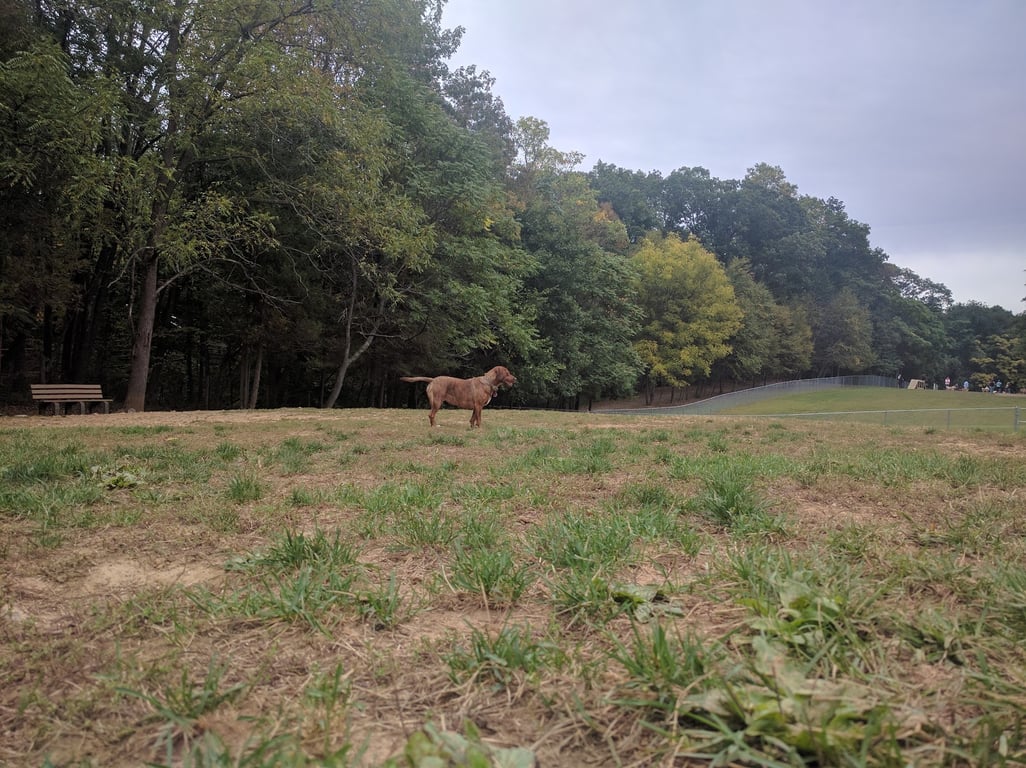 Central Park County Dog Park