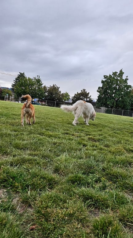 Washington High School Dog Park