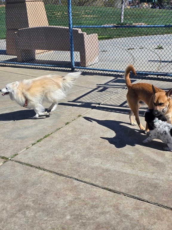 Kellogg Zaher Dog Park