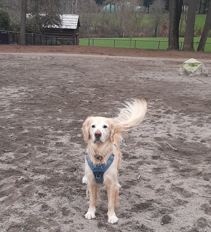 Robinswood Off-Leash Area
