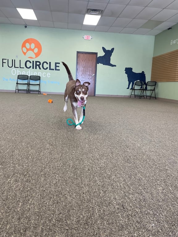 Full Circle Obedience