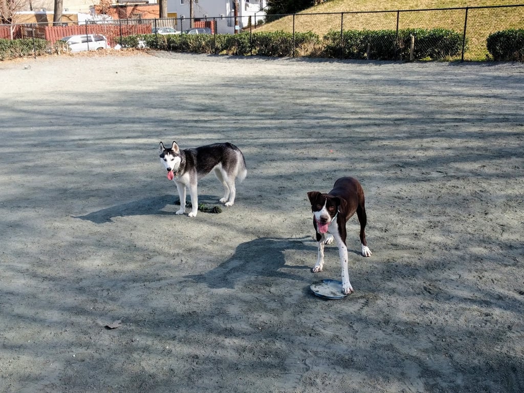 Upshur Dog Park