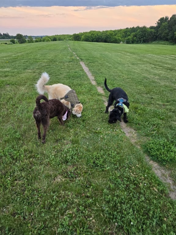 New Richmond Area Off Leash Dog Park