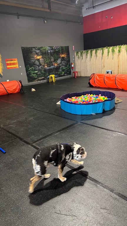PaFooChi’s Indoor Dog Park