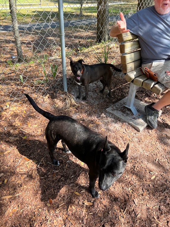 Letty Towles Dog Park