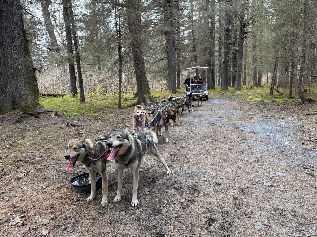 Turning Heads Kennel